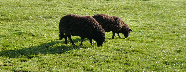 black-welsh-mountain-sheep